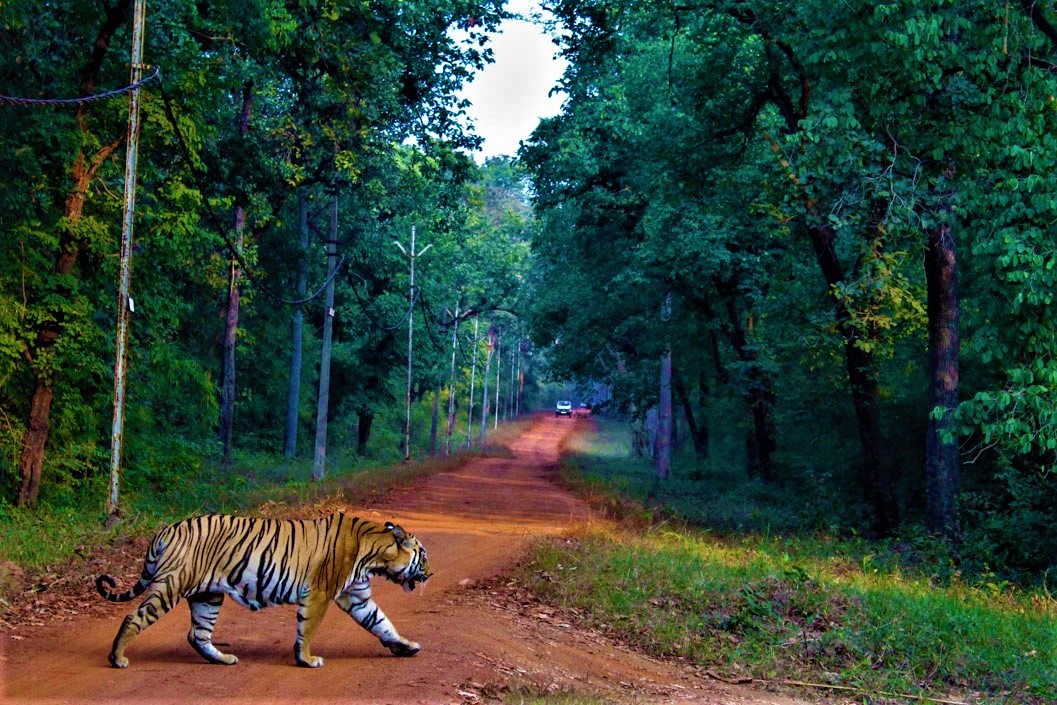 Tadoba Jungle Safari